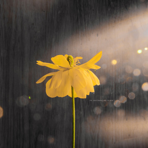 国产乱XX乂XXX交
